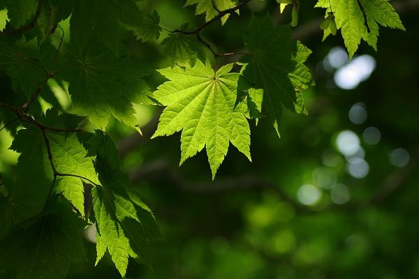 EOS10D_0726_m.JPG