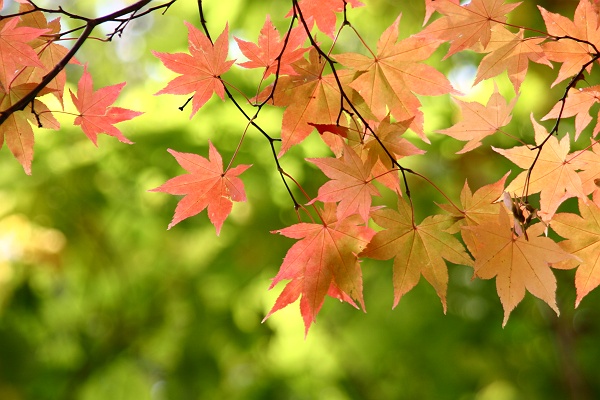 autumn_color01.JPG