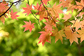 autumn_color01_thumb.png