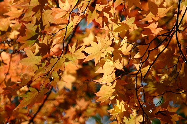 autumn_color02.JPG