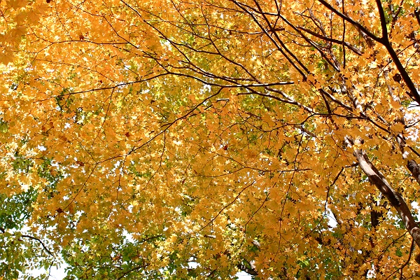 autumn_color03.JPG