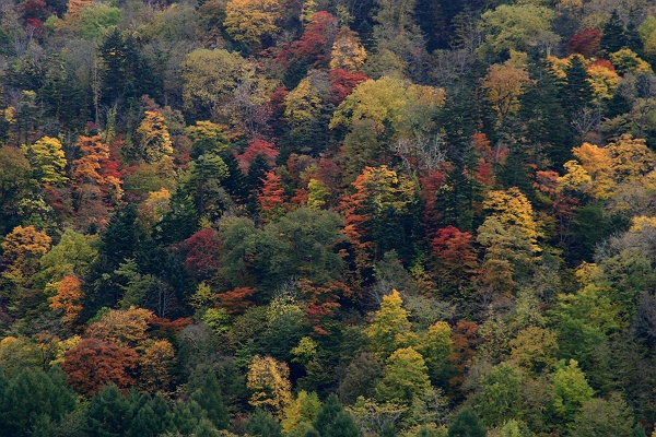 autumn_color06.JPG