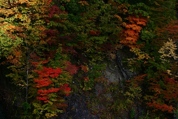 autumn_color07.JPG