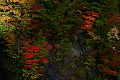 autumn_color07_thumb.png