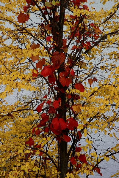 autumn_color09.JPG