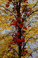 autumn_color09_thumb.png