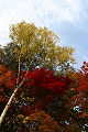 autumn_color10_thumb.png