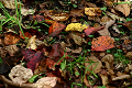 autumn_color11_thumb.png