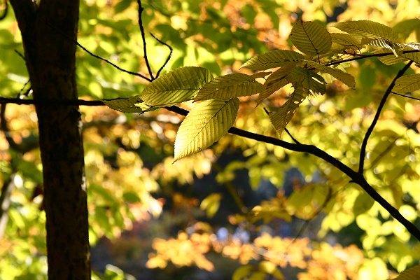 autumn_color14.JPG