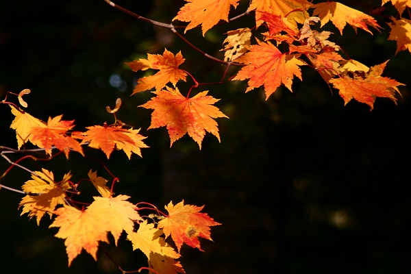 autumn_color15.JPG